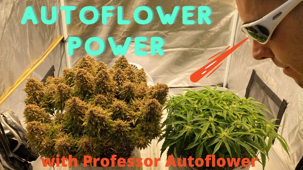Autoflower Power with Professor Autoflower, Growing Weed, Sage Scout and Double Grape