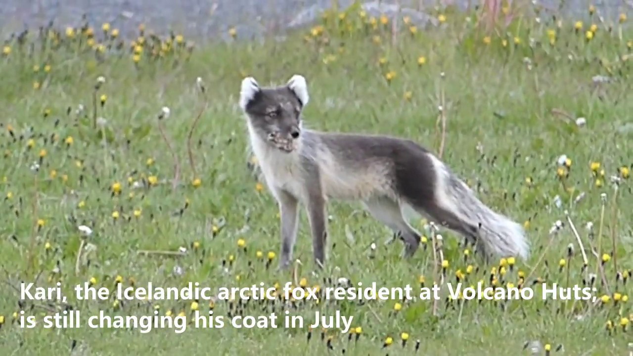 Kari, the arctic fox at Volcano Huts