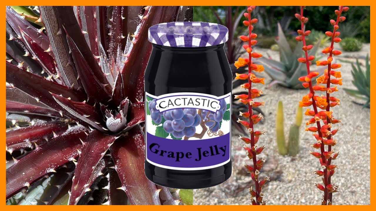 Desert Bromeliads In Full Bloom | Dyckia 'Grape Jelly'