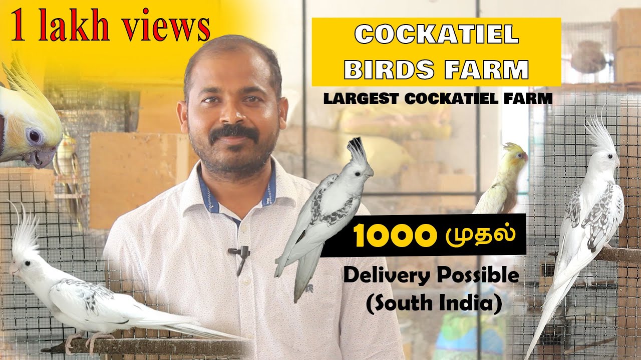 Cockatiel Birds Farm | Sales | தமிழ் Breeding Care and Secret | Largest Farm Visit