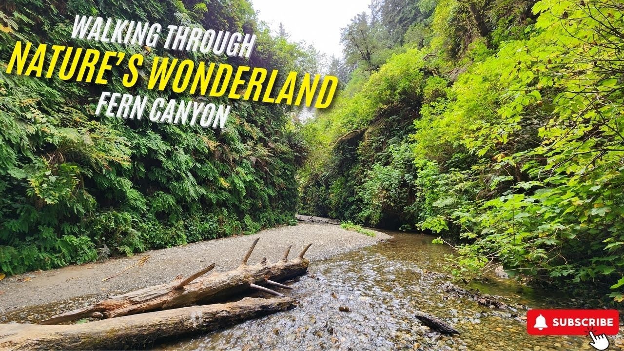 Exploring Fern Canyon: A Hidden Gem in California&rsquo;s Redwoods 🌿