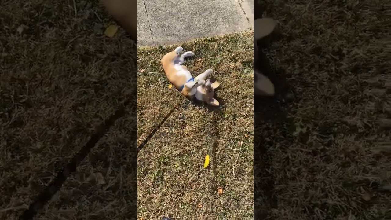 Walkin The Dog #shorts #puppy #corgipuppy #walkingthedog #pets