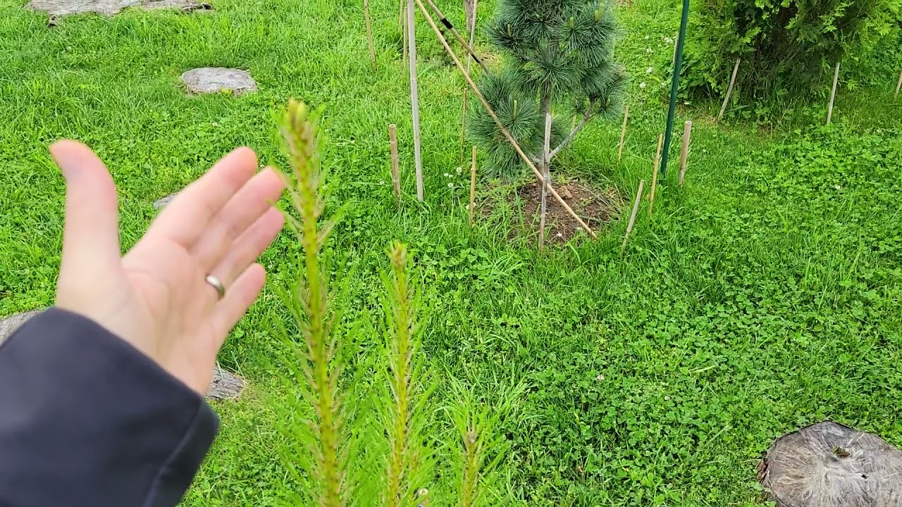 Loblolly Pine, fast growing and low maintenance in Tennessee