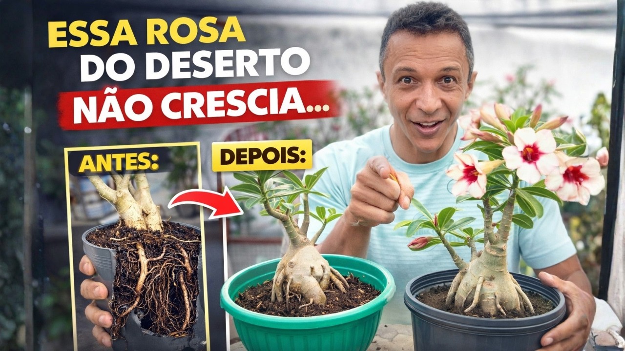 Essa rosa do deserto n&atilde;o crescia&hellip; at&eacute; eu fazer isso! 😳🌸