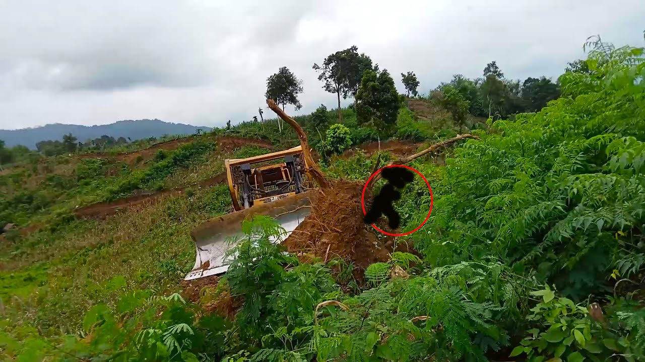High risk work D6R XL bulldozer cutting hills for oil palm plantation roads