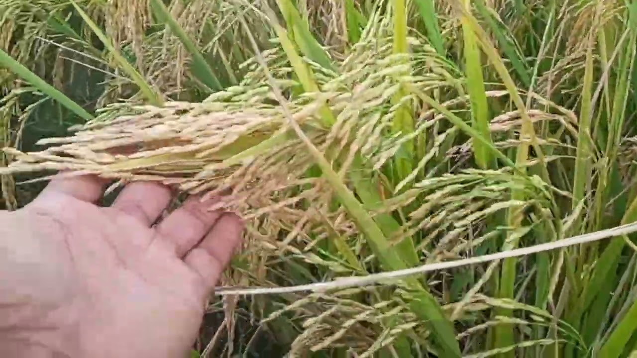 KEBANYAAN UREA SOLUSINYA AMAN