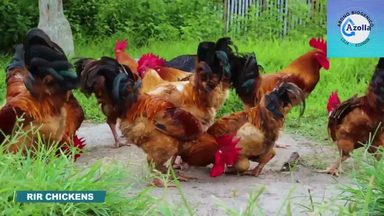 #Azolla para la crianza de una diversidad de animales