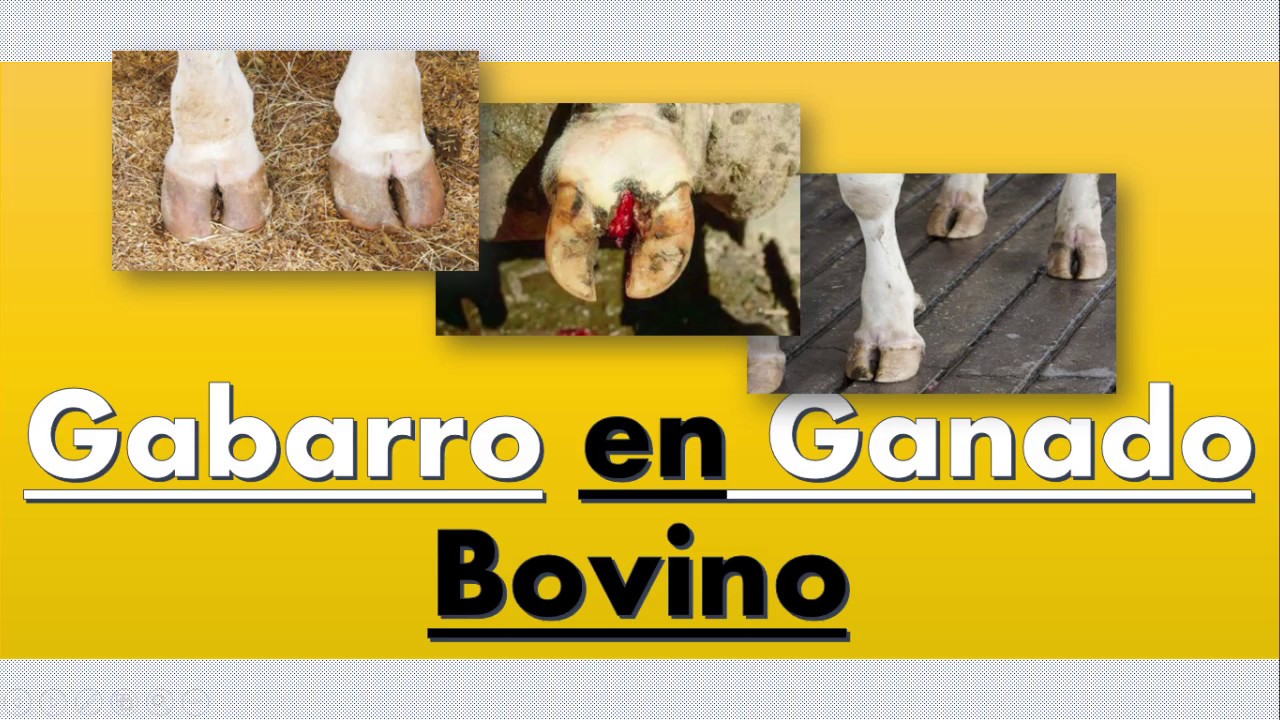 Gabarro en Ganado Bovino