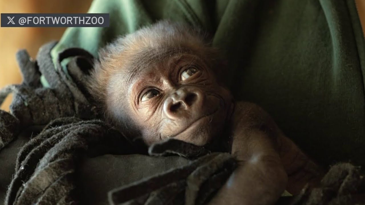 Fort Worth Zoo will transfer a baby gorilla after surrogacy efforts fail