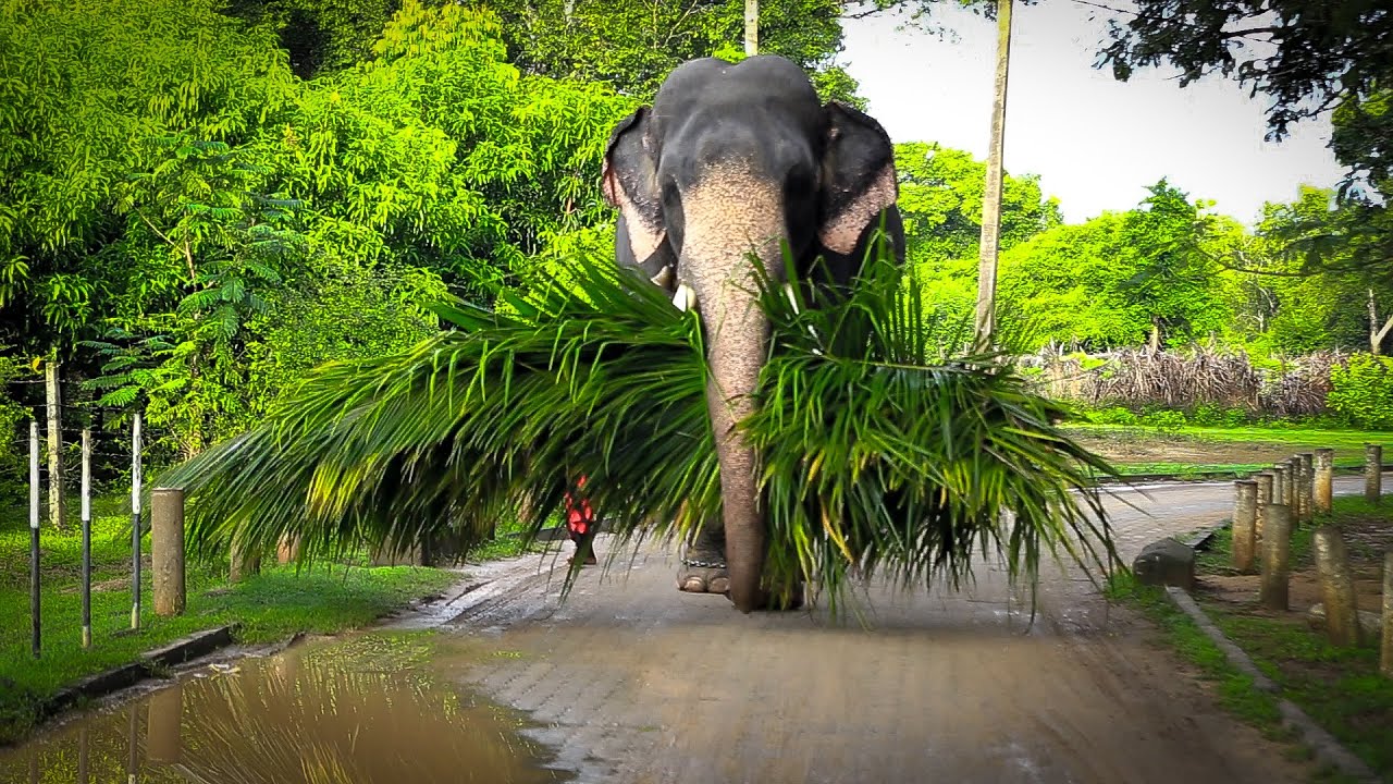 මගේ කෑම ටික මමම අරං යන්න එපැයි ඉතිං