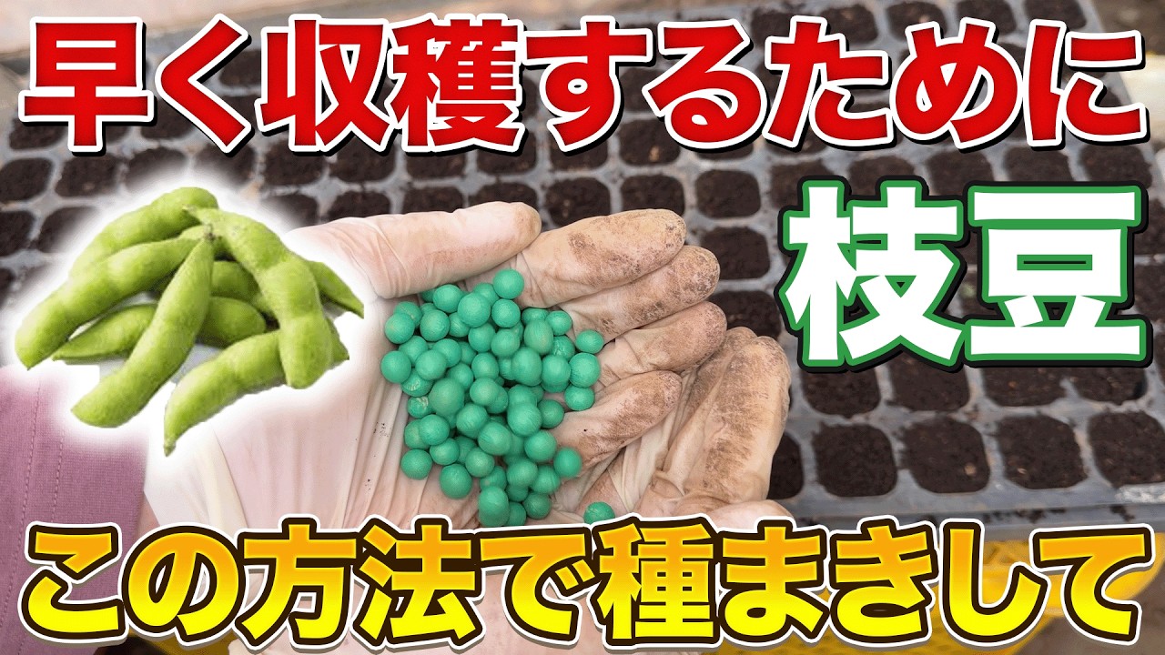 【枝豆栽培】誰よりも早く収穫したい人必見！発芽率と成長速度を爆上げする種まき術