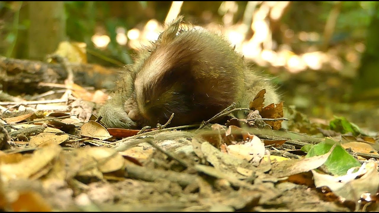 Million Sadness! One Day Release Then Pass Away New Abandon Baby Monkey Was Bite By Dog Near Pagoda.
