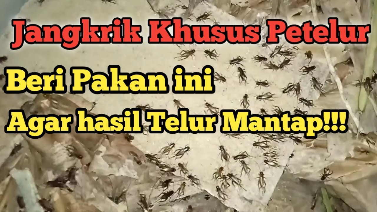 Pakan Jangkrik indukan - Cara jangkrik bertelur