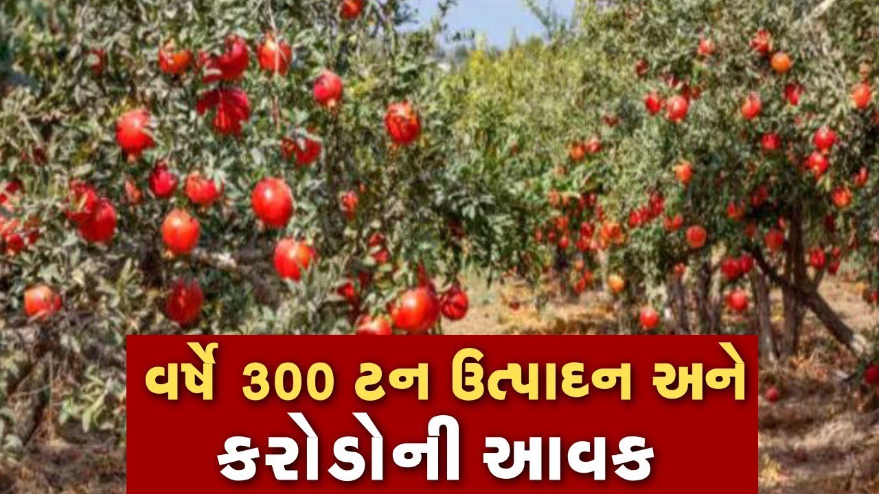 ll દાડમની ખેતીમાં કરોડપતિ બન્યા ll વર્ષે  300 ટનનું ઉત્પાદન અને 2.24 કરોડની આવક