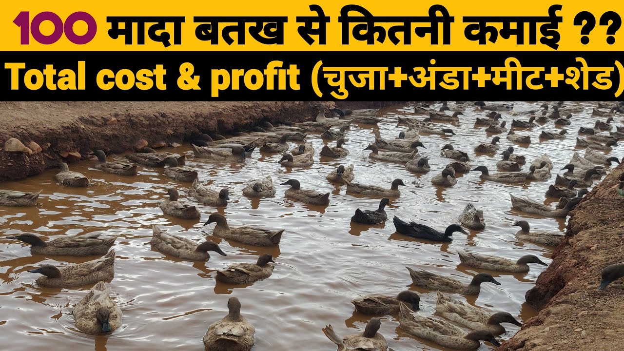 100 duck farming करने में कुल कितना लागत और मुनाफा | khaki Campbell | runner ducks