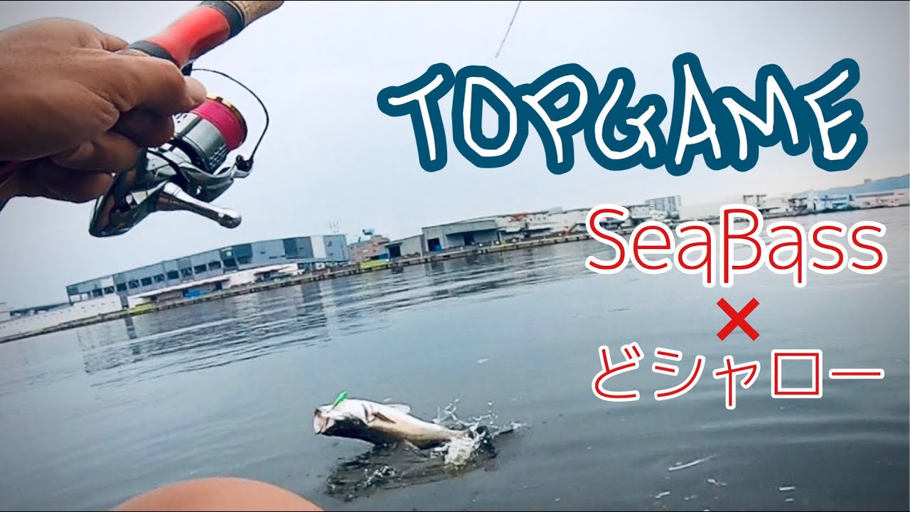 ドシャローでシーバス!トップでバッコーーンやでっ