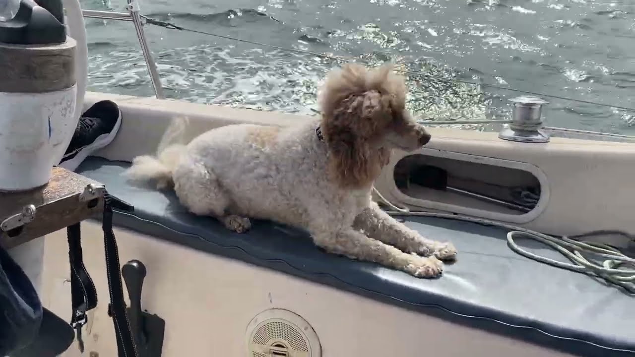 Captain Charlie Sails on Sydney Harbour on a Compass 29 Yacht!