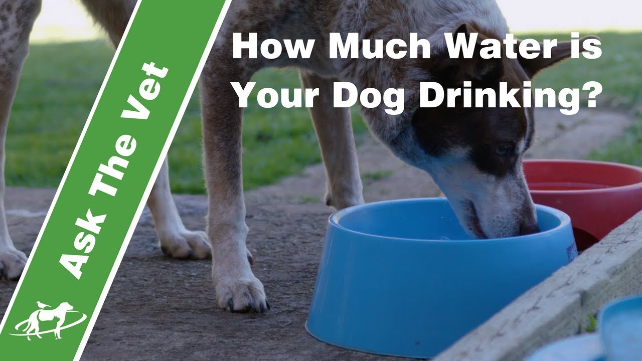 How much water is your dog drinking?- Companion Animal Vets