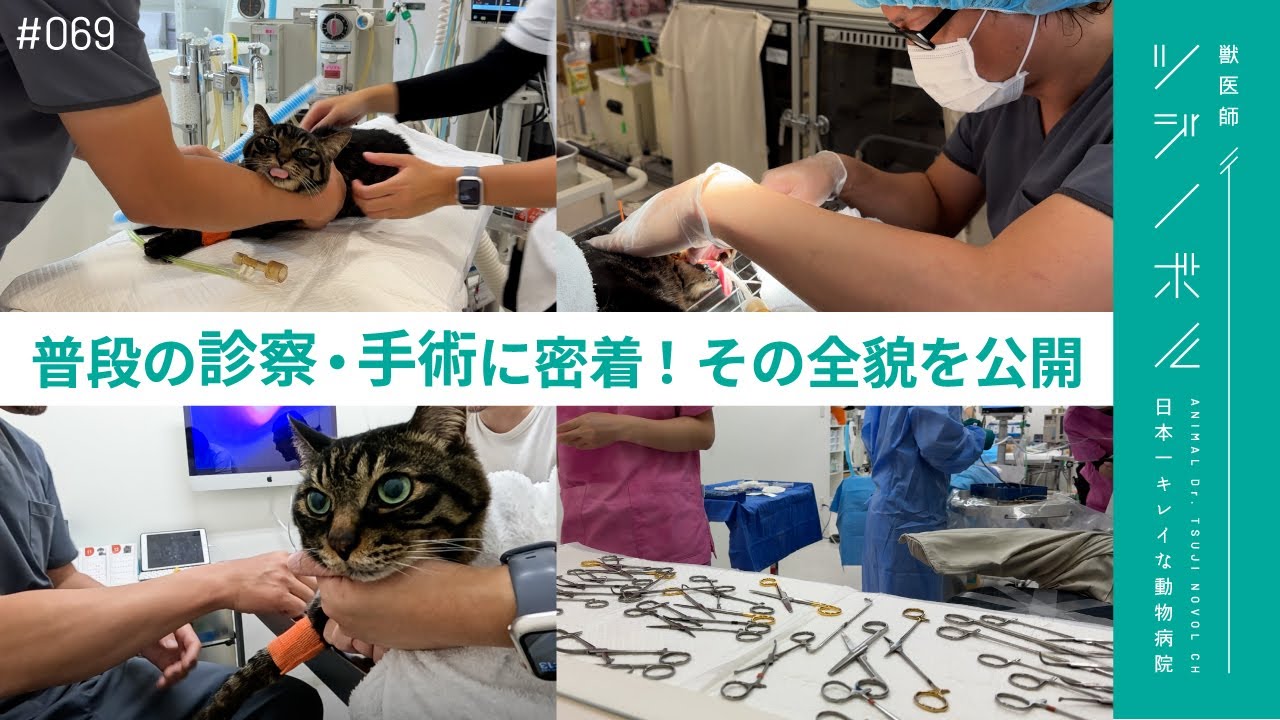 【密着】ツジノボルの普段の診察に密着！玉井Dの愛猫が緊急手術!?【獣医師ツジノボル】