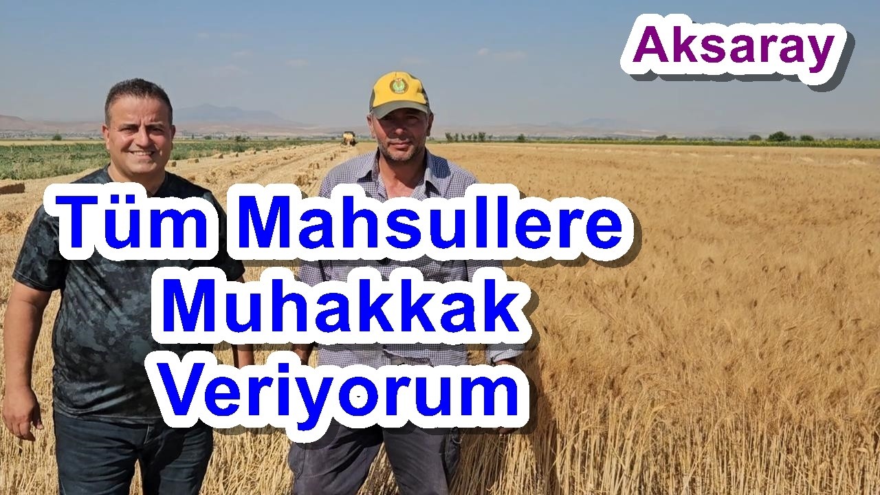 Makarnalık Tohumluk Buğdayda Zirai Dona Rağmen Yüksek Verim - Buğday Yaprak Gübresi