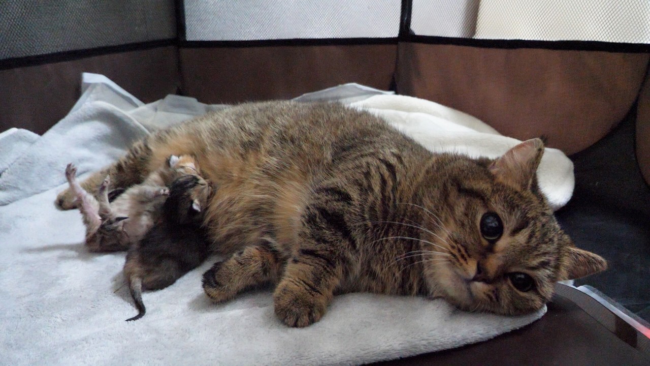The mother cat gave birth to three kittens...