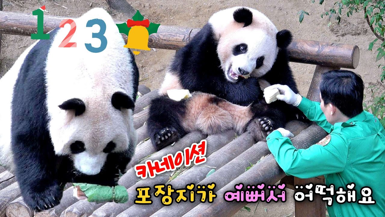 정성으로 사랑으로 가득한 어버이날 선물 루이바오는 사과 당근 워토우 대박 후이바오 엄마 따라 밖순이 25.05.08