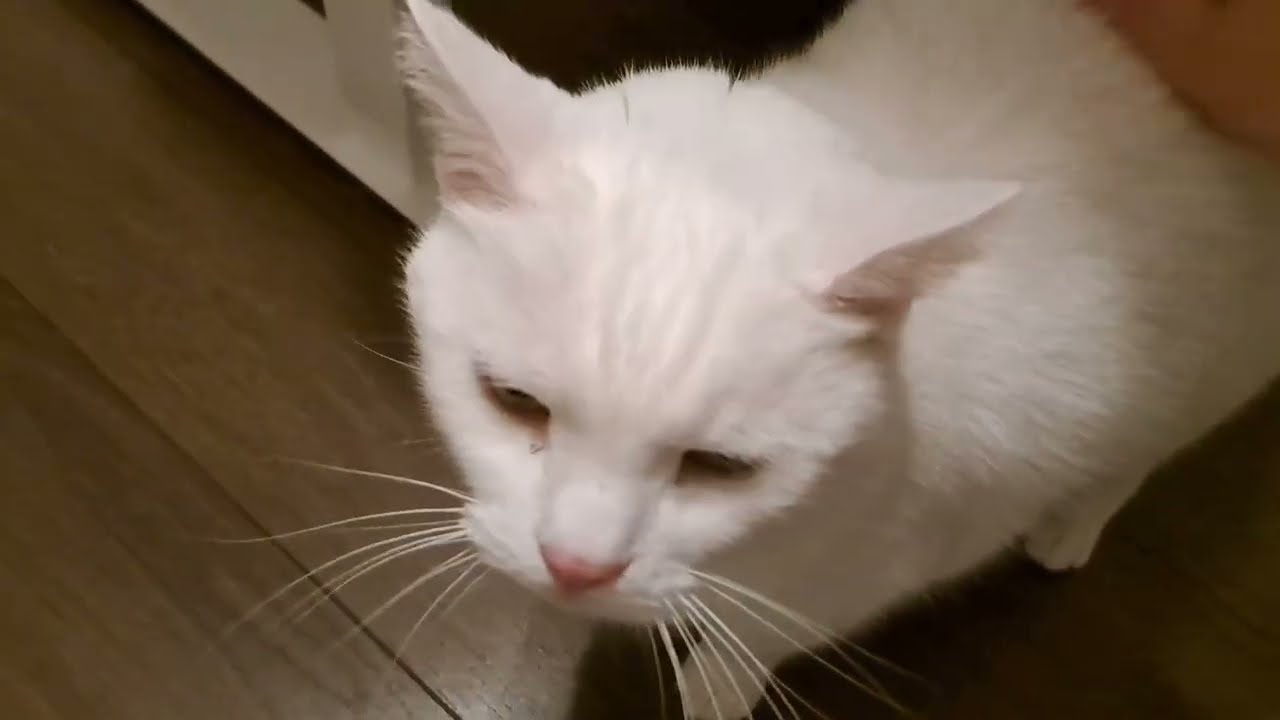 Very mrrp, many maw, but also mrraa
