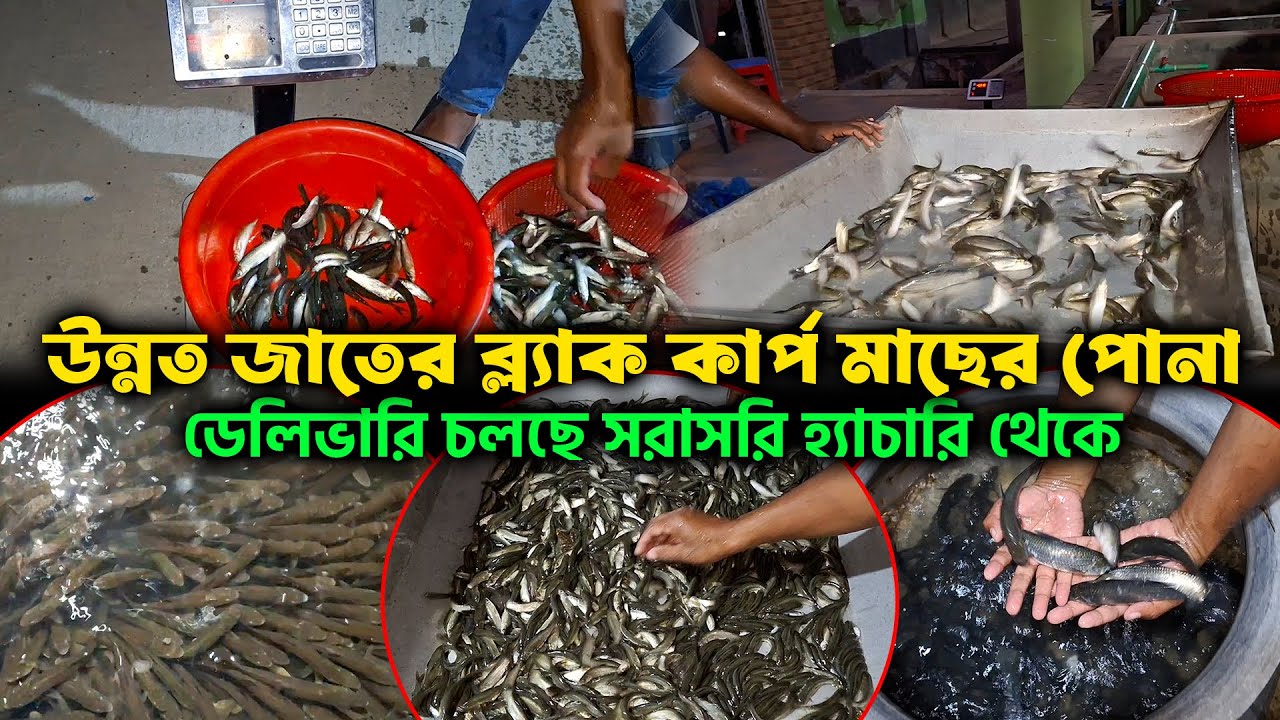 উন্নত জাতের ব্ল্যাক কার্প মাছের পোনা ডেলিভারি চলছে সরাসরি হ্যাচারি থেকে | রবি মৎস্য খামার ২০২৬