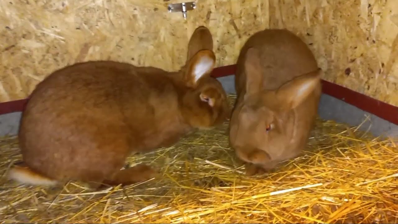 Samice gotowe do wykotu. Samiec zaczyna działać. Sprzątania ciąg dalszy. Cz.2