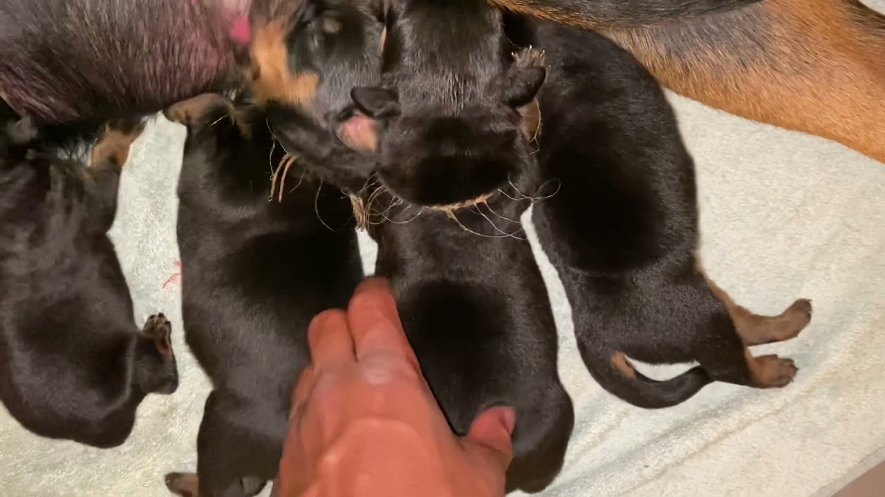 Rottweiler puppies (1-2 weeks old)