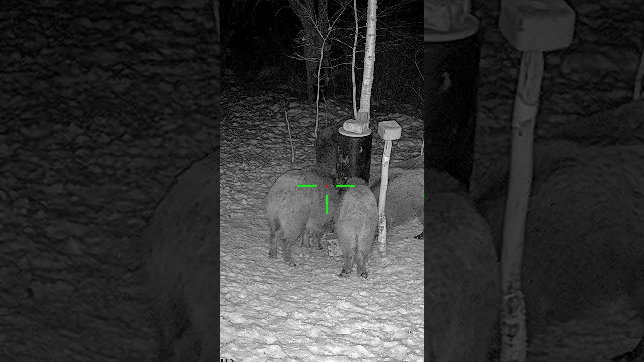 This Boar Made My Heart Stop #hunting
