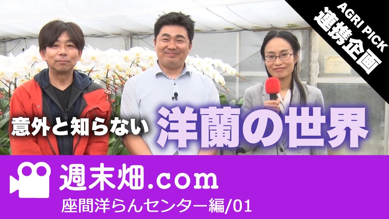 【AGRI PICK 連携企画】洋蘭のカリスマ登場！  加藤 春幸専務が 胡蝶蘭の仕立て、値付け、美しさの秘密を伝授 | 座間洋らんセンター