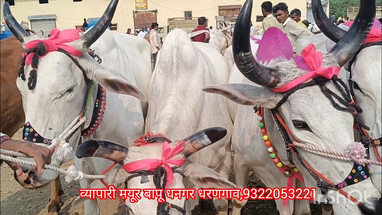 धरणगाव बैल बाजार लाईव्ह 19 फेब्रुवारी 2026 वार गुरुवार#बैल बाजार#बैल खरेदी 🐂🐂