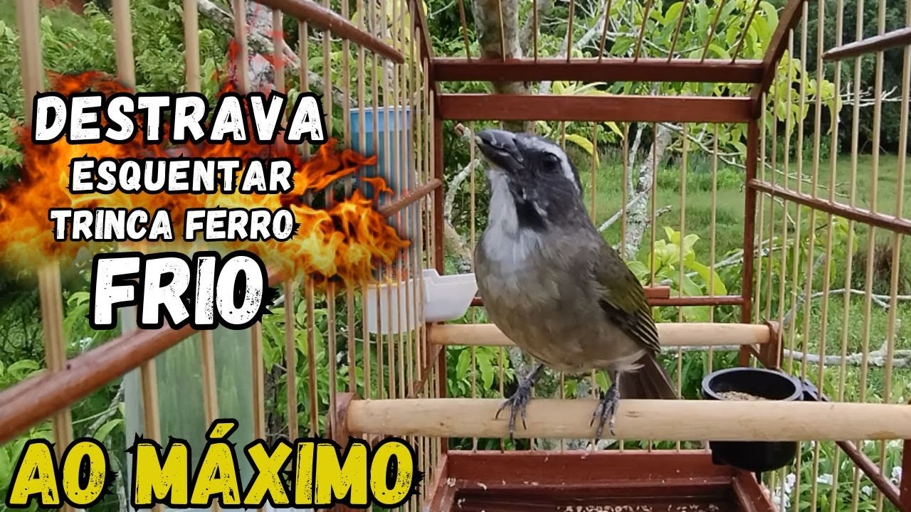 ESQUENTAR TRINCA FERRO FRIO COM TRINCA FERRO BOIADEIRO NO MATO FAÇA O TESTE ESQUENTAR TRINCA FERRO