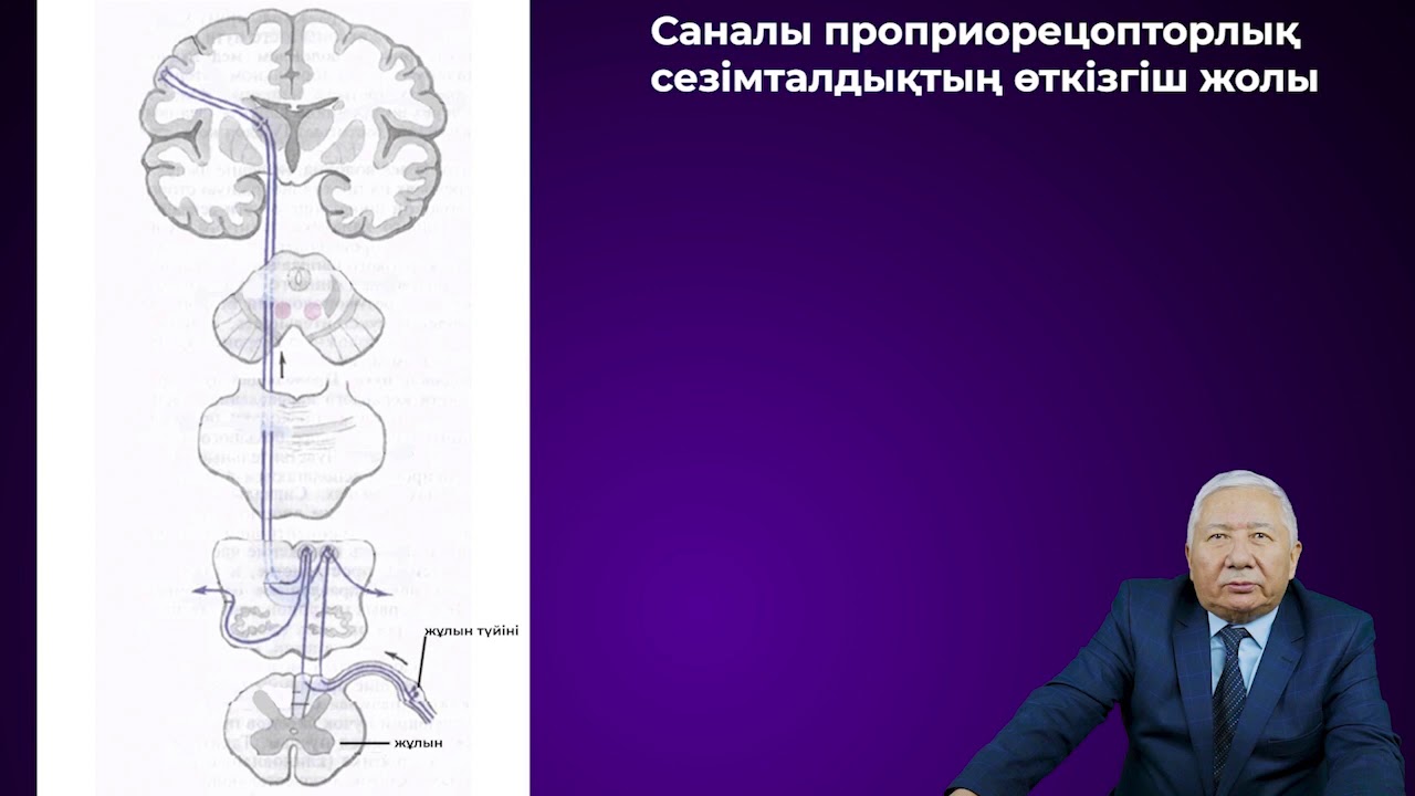 Ми мен жұлынның өткізгіш жолдары.Шакенов Бауыржан Шакенұлы