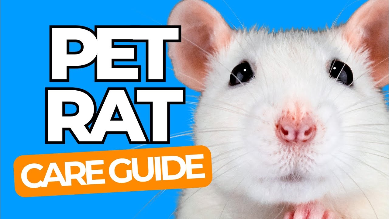 PET RAT CARE 101 - The Happy Pet Rat Guide for Beginners