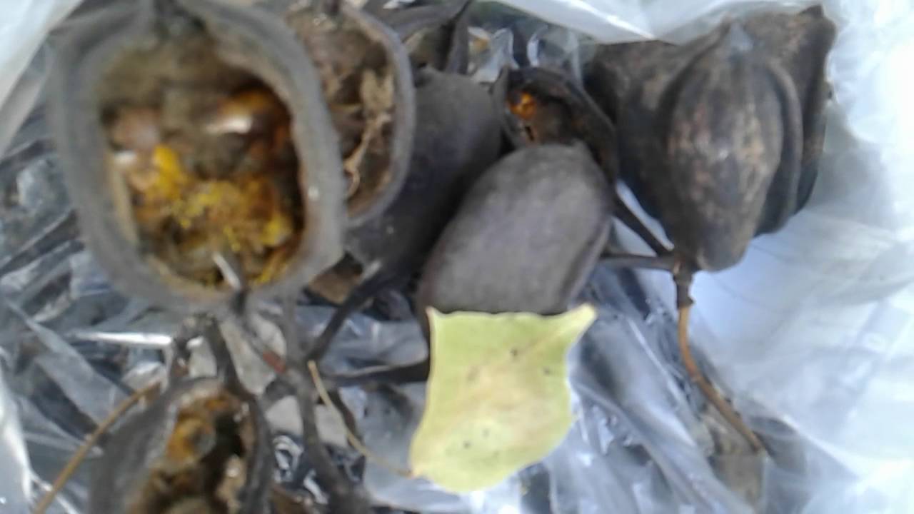 Como germinar semillas de Arbol Botella,  Braquiquito o Brachichito