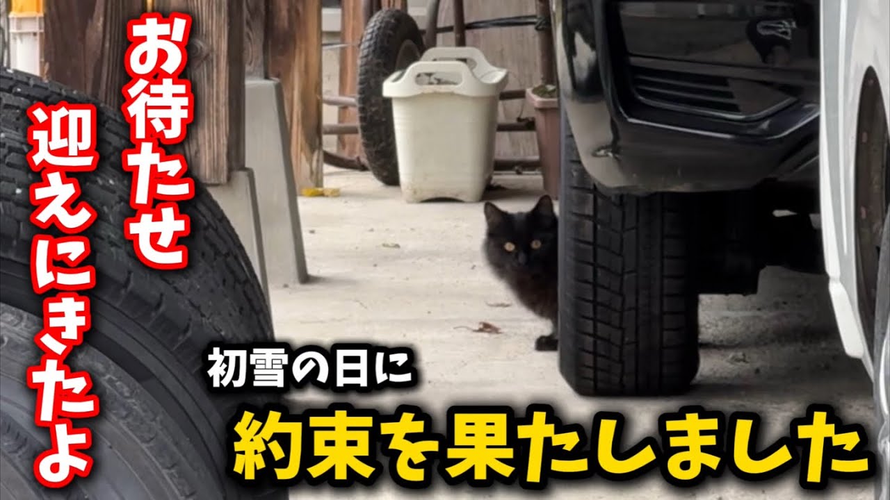 『絶対に助ける』と約束をした野良猫が待っていてくれました