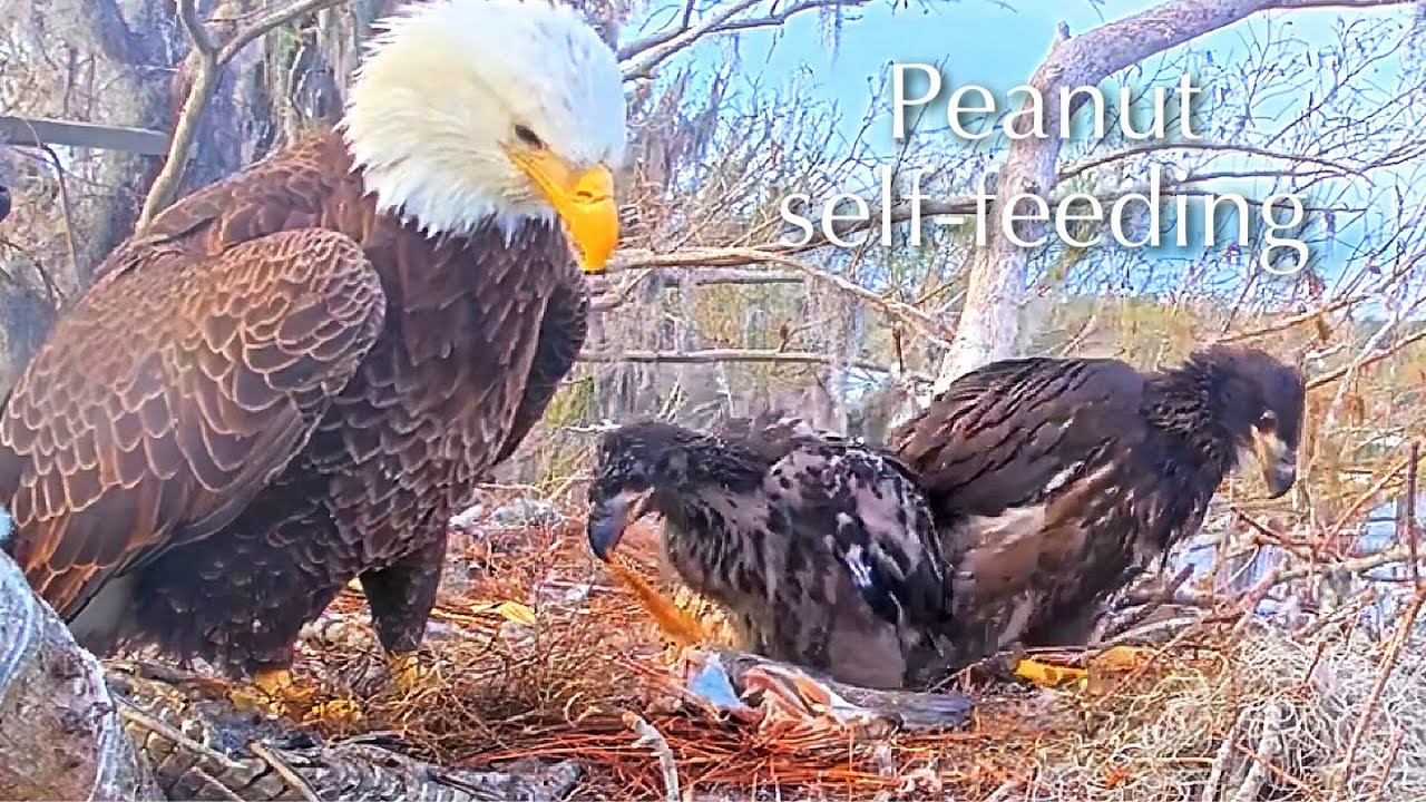 #351🦅Brutus🐥51° & Peanut🐥46°／Winter Park Eagle Nest 2026／Against All Odds:One-Eyed Mom／Wink💗Atlas