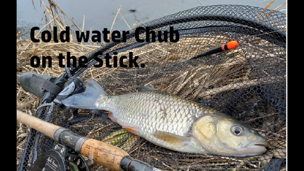 WINTER CHUB - Cold water trotting - Jan 2022