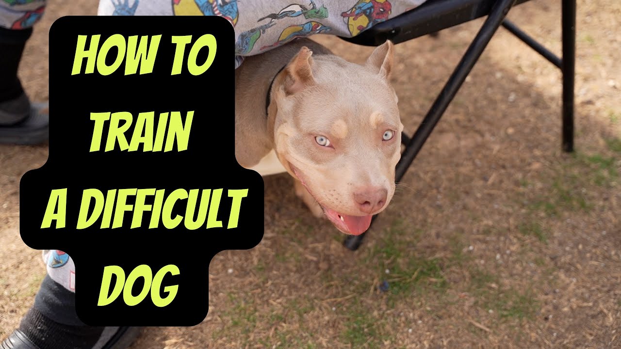 Overcoming a Difficult Puppy