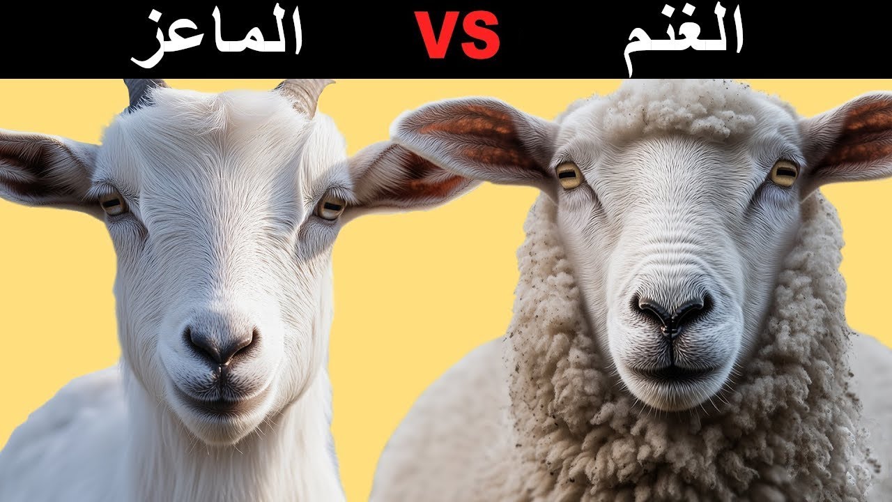 الفرق بين الماعز والغنم: معلومات مهمة للمربين