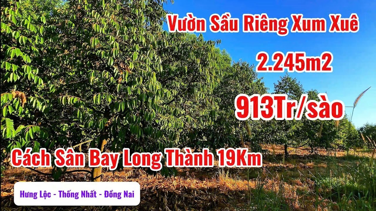 BÁN GẤP VƯỜN SẦU RIÊNG ĐANG THU HOẠCH Ở HƯNG LỘC THỐNG NHẤT ĐỒNG NAI. CÁCH TP BIÊN HOÀ 25km