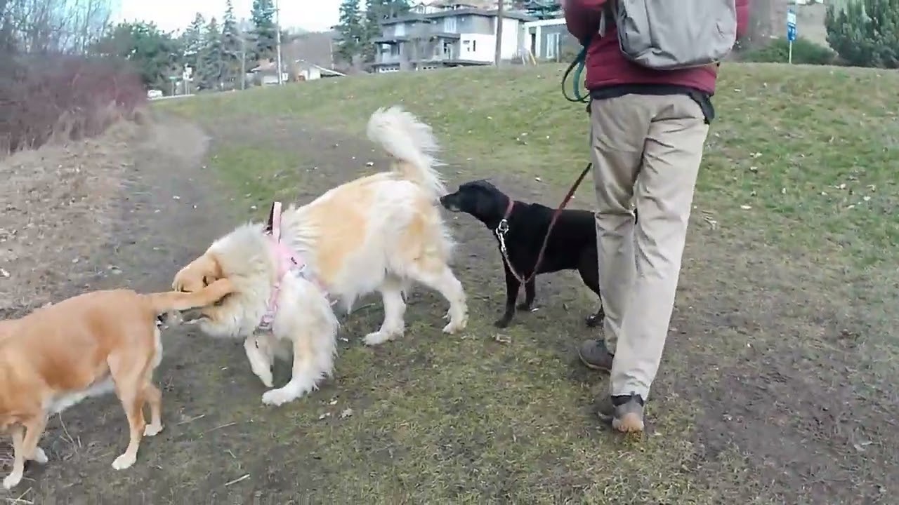Creekside Dog Park, Coldstream BC, Canada