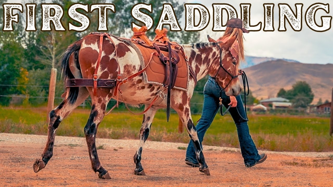 Training A Young Mule: FIRST SADDLING!