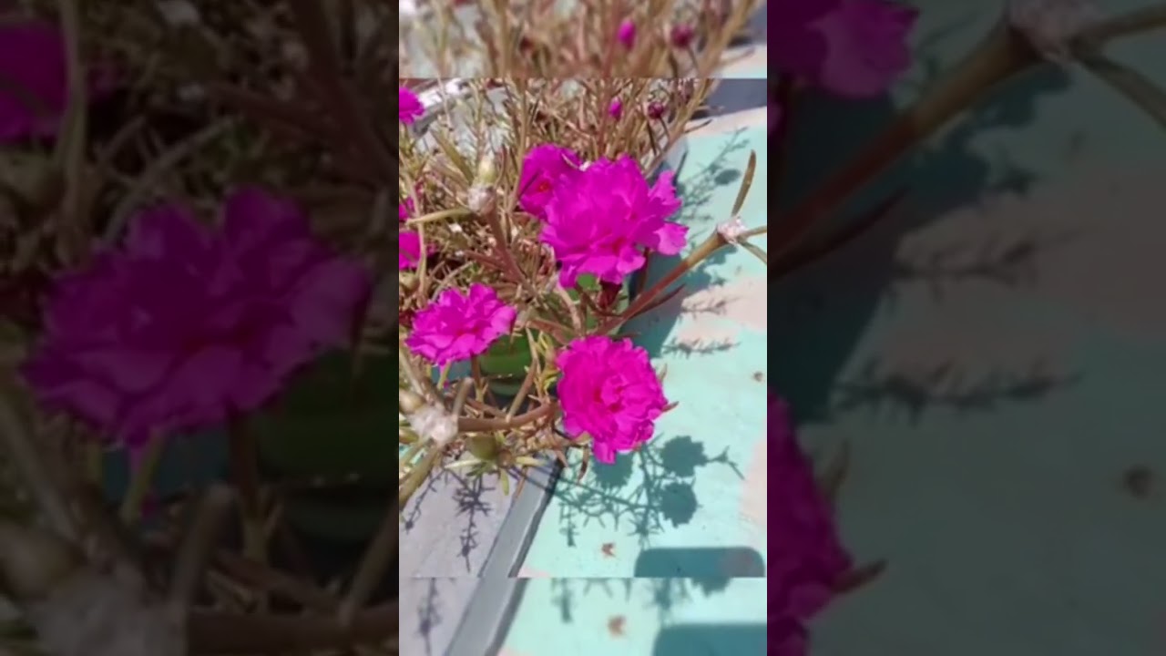 #purple