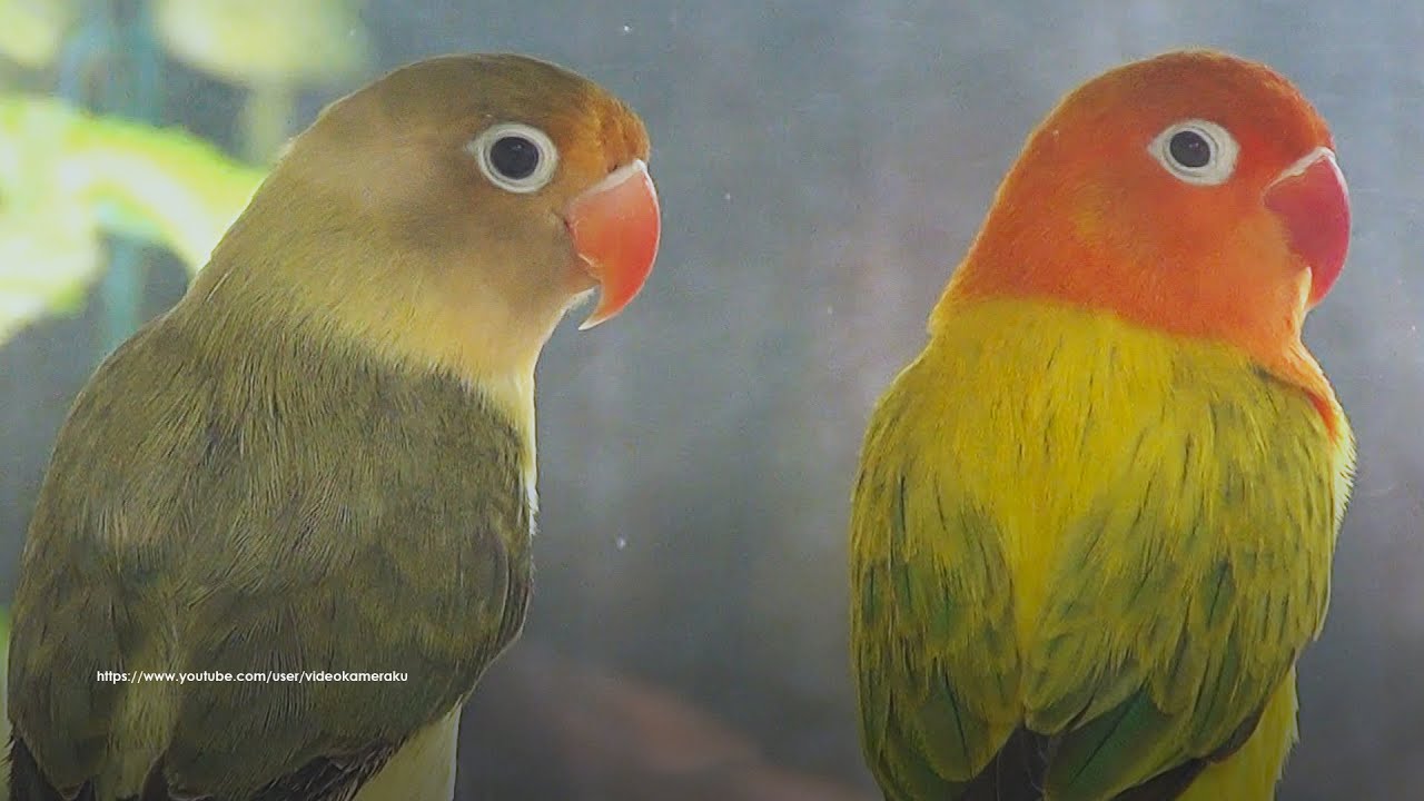Lovebird Sound: Two Juvenile Lovebirds Singing In The Morning - Opaline and Parblue