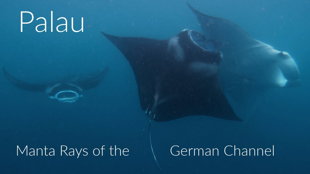 Palau - The Manta Rays of the German Channel - a Short Film with Narration