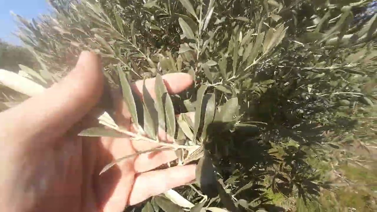 ZEYTİN HALKALI LEKE HASTALIĞI İÇİN YAPILAN MÜCADELE İŞE YARARMI ?