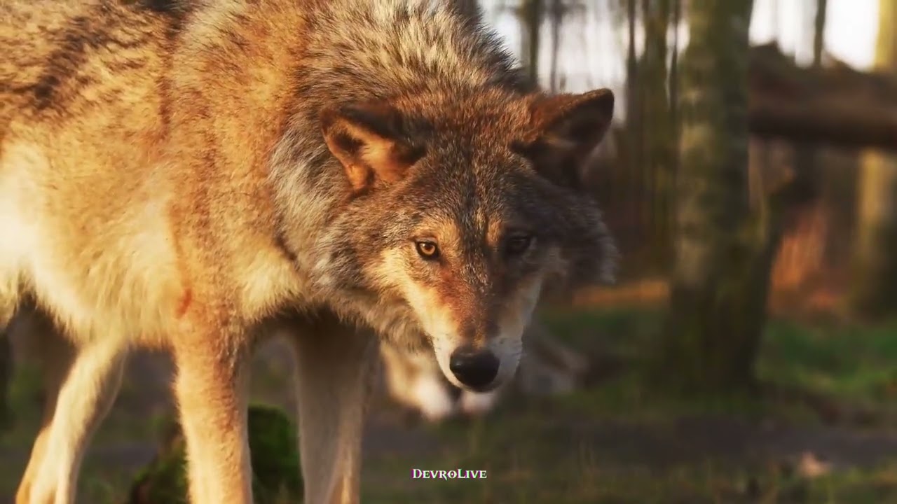 Cartoon, Jéja - Howling (ft. Asena) (Andromedik Remix) | DnB (Visualizer) NCS - Copyright Free Music